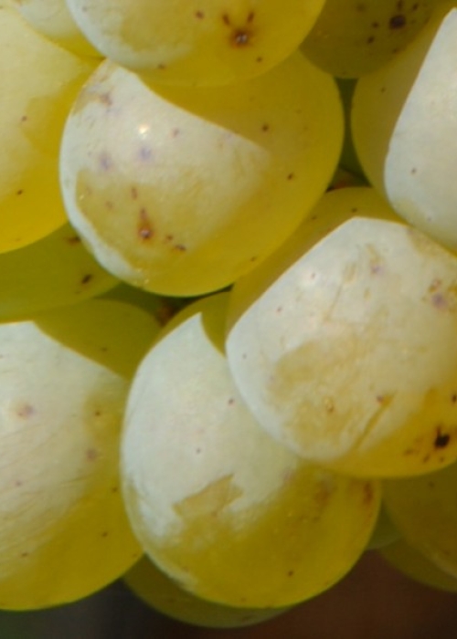 Sauvignon blanc Beeren 2